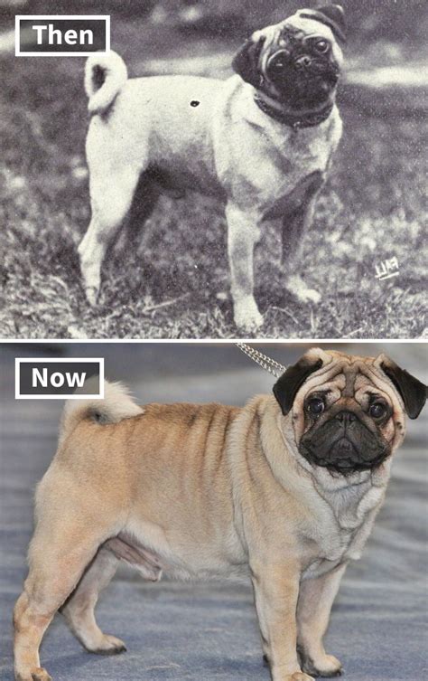 original pug breed vs now